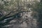 Vintage effect of fallen tree on the Menteith lake shore, Scotland