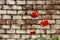 Vintage Elegance: Red Poppy Flowers Against Blurred Old Bricks - Captivating Retro Beauty