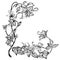 Vintage elegant flowers. Black and white vector illustration. Honeysuckle flower. Botany