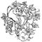 Vintage elegant flowers. Black and white vector illustration. Honeysuckle flower. Botany