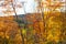 Vintage fall foliage