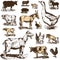 Vintage farm animals drawings set. Vector EPS10