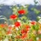 Vintage field of poppies