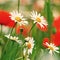 Vintage field of white camomiles