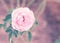 Vintage filter, pink rose flower in outdoor garden