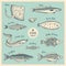 Vintage fish illustration set