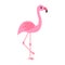 Vintage flamingo, great design for any purposes. Beautiful poster for celebration decoration design. Pink flamingo. Decoration