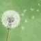 Vintage floral background with flower dandelion