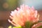 Vintage flower blurred background