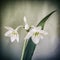 Vintage flower narcissus, old texture, square grunge background