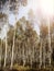 Vintage forest background, birches retro filtered
