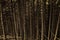 Vintage forest.Background.Wallpaper