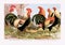 Vintage fowls illustration. Roosters and hens