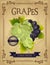 Vintage Fresh Grapes Poster