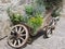 Vintage garden barrow with wild flowers and herbs . Fie allo Sciliar, South Tyrol, Italy