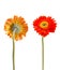 Vintage gerbera flowers isolated on white background