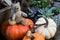 Vintage German teddybear in the middle of pumpkins that are ready for Halloween.