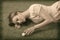 Vintage girlâ€™s lying on grass with golf ball