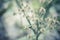 Vintage grass flower spring nature outdoor photo background