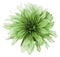 Vintage green dahlia flower white background isolated with clipping path. Closeup. For design.