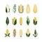 Vintage grunge vector corn icons isolated on white background