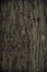 Vintage grunge wood bark texture,surface background