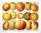 Vintage hand drawn engraved illustration of collection Apples in color. engraved style. juicy collection of apples. basic food.