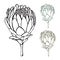 Vintage hand drawn Protea Vector Illustration Set