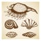 vintage Hand drawn seashell collection. Set of various beautiful engraved mollusk marine shells on retro textured background.