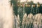 Vintage holidays shot. Jets of a city park fountain and colorful flags.