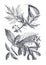 Vintage illustration  Acer dasycarpum and Acer negundo or  sycamore. hand drawn medical plant. botanical engraved elements.