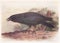 Vintage illustration of a Carrion Crow bird