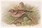 Vintage illustration of Chaffinch birds