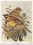 Vintage illustration of Cirl Bunting birds