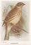 Vintage illustration of a Corn-Bunting bird