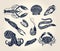 Vintage illustration of crustaceans, seashells and cephalopods with names