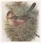 Vintage illustration of Dartford Warbler birds