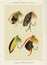 Vintage Illustration of fly fishing hooks. Fly Fishing. Ca. 1890