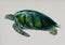 Vintage Illustration of Green Sea Turtle
