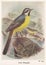 Vintage illustration of Grey Wagtail birds