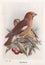 Vintage illustration of Hawfinch birds