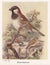 Vintage illustration of House-Sparrow birds