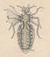 Vintage illustration of the insect nerves and trachea . Antique picture of the insect nerves and trachea. Antique