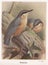 Vintage illustration of Nuthatch birds