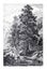 Vintage illustration Pinus Cembra or swiss pine  plant. hand drawn medical plant. botanical engraved elements.