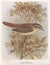 Vintage illustration of a Sedge Warbler bird