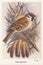 Vintage illustration of a Tree-Sparrow bird