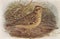 Vintage illustration of a Wood-Lark bird