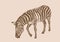 Vintage illustration of Zebra , illustration of savanna animal, vector