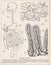 Vintage illustrations of The Digestive System 1900s